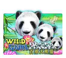 Wild Giant Panda - SUMMER138